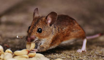 24 Hour & Emergency Exterminators in Marine On Saint Croix, MN